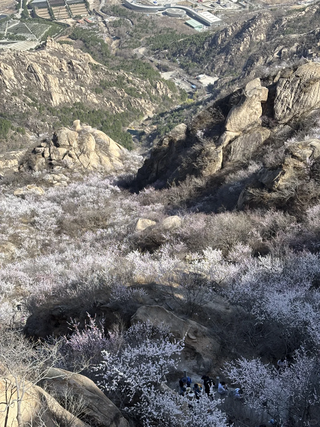 🌸桃花奇石，北京凤凰岭桃花开啦！