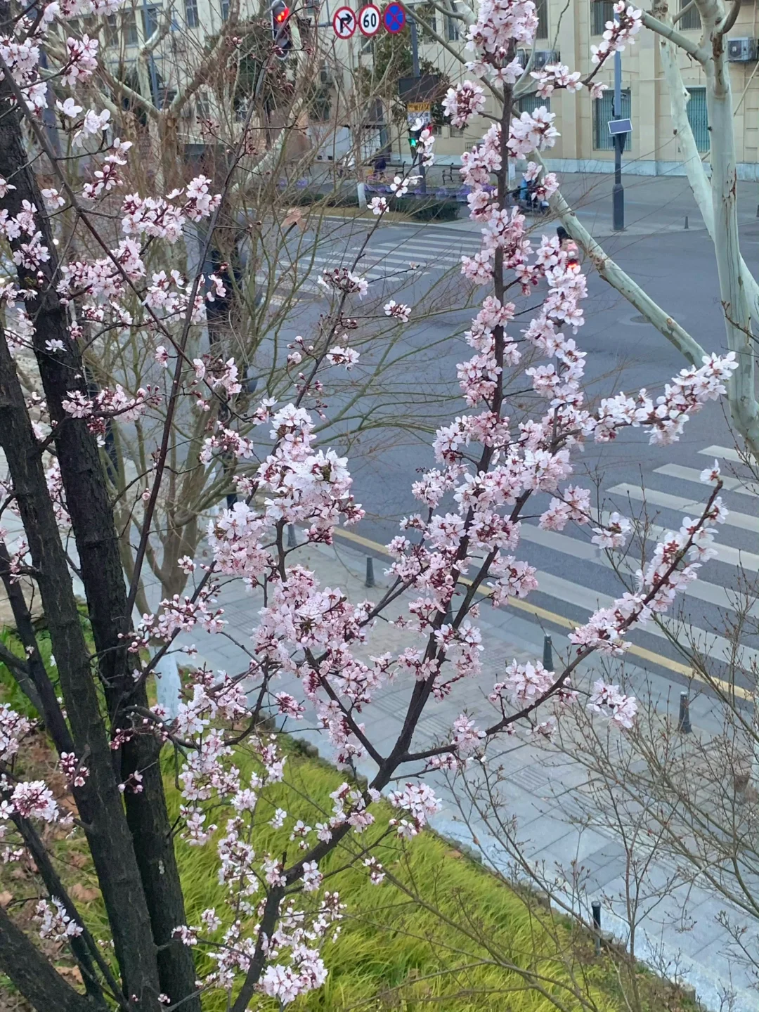 人生建议:一定要在3月樱花季🌸去一次武汉。。