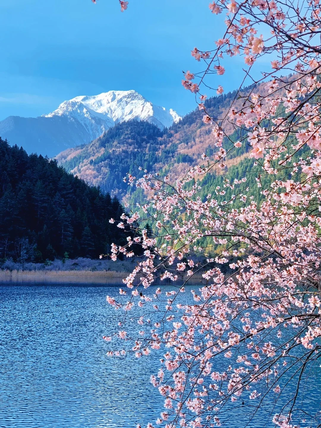📍九寨沟｜5A景区天花板 3月接下来超美❗