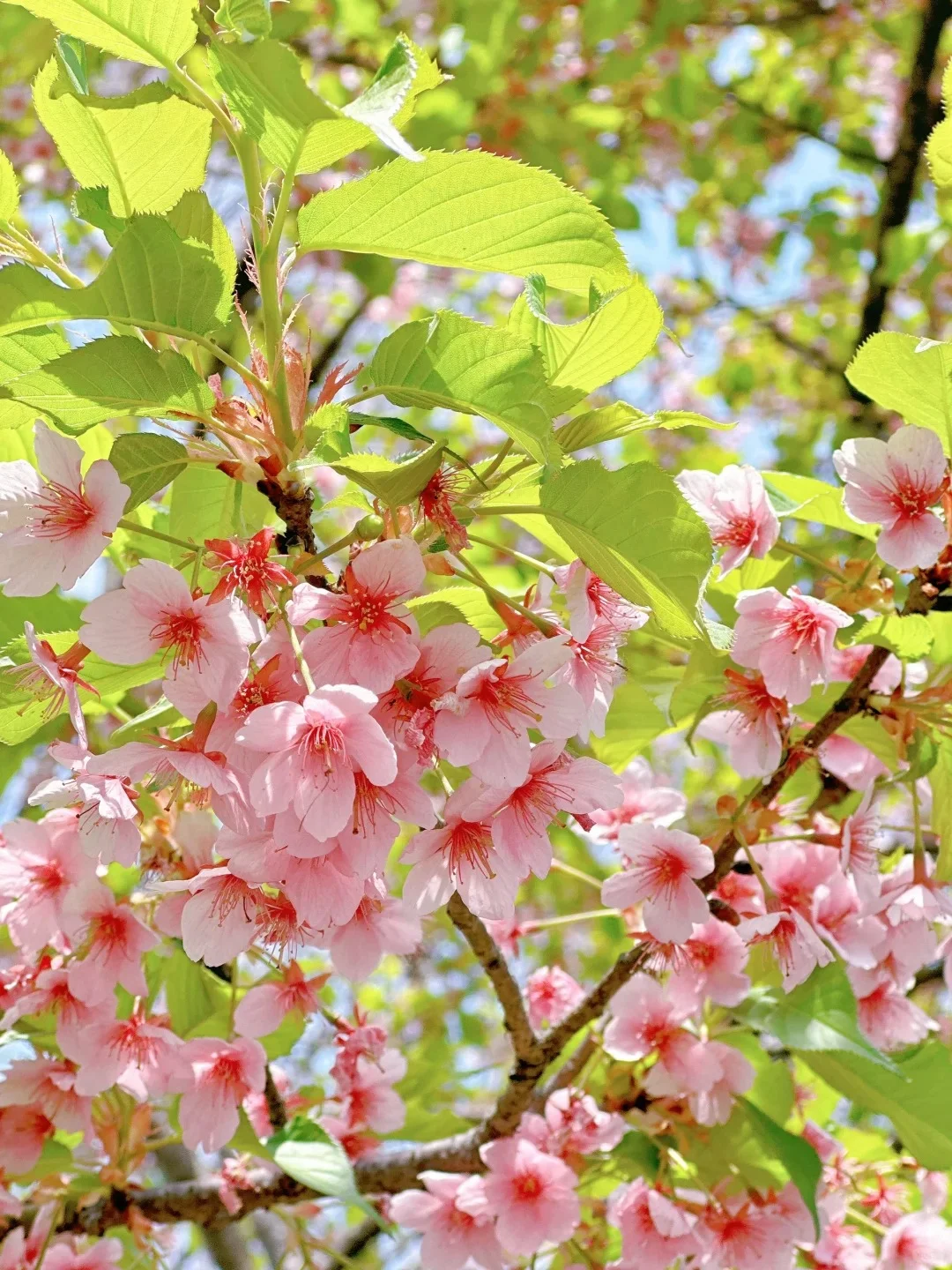 3月29日鼋头渚樱花已上线，感受春日美好