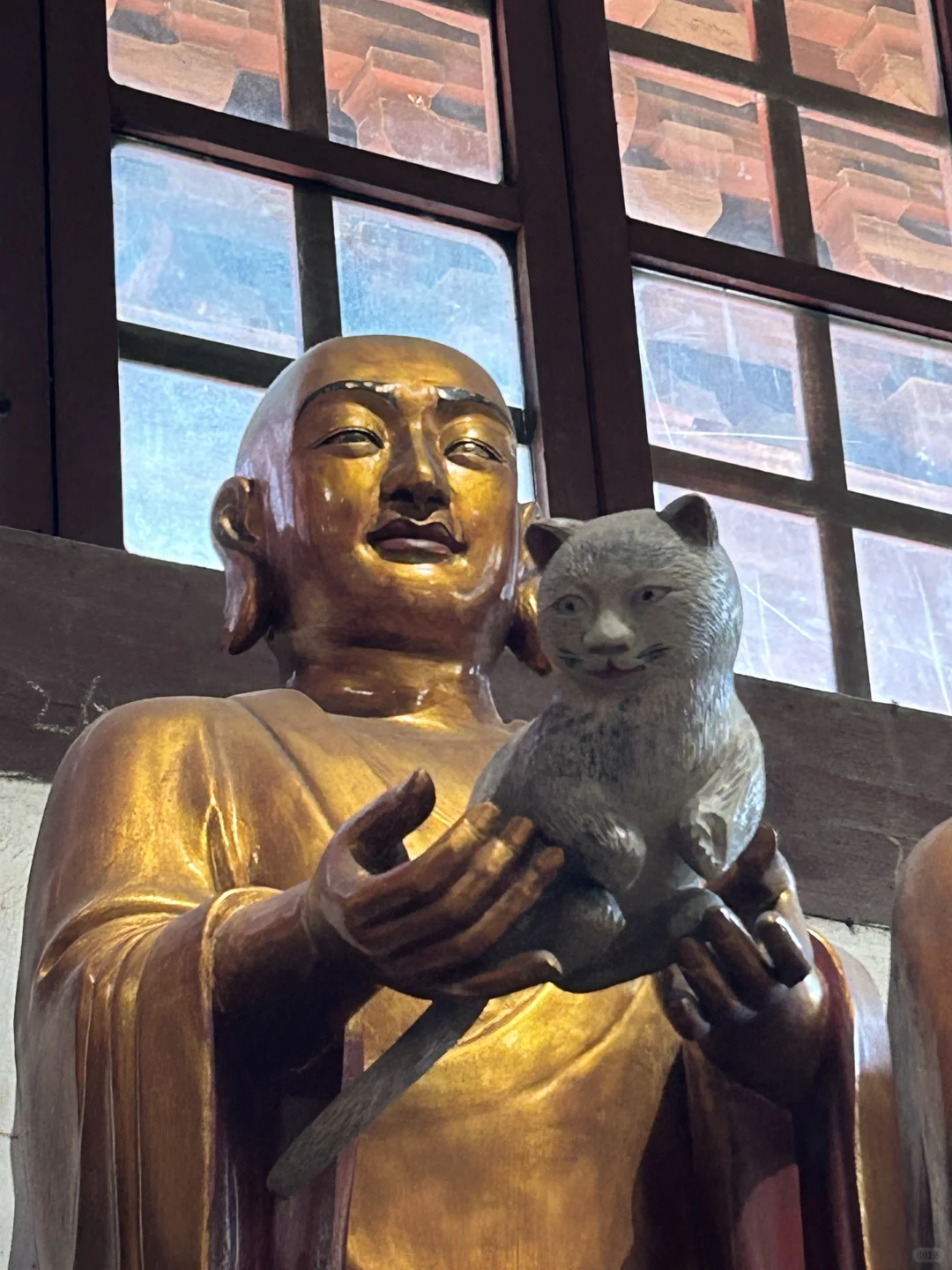 罗汉的小猫🐱