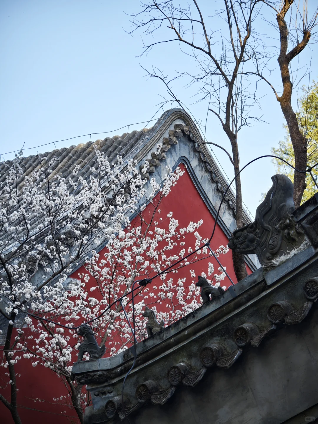 大觉寺