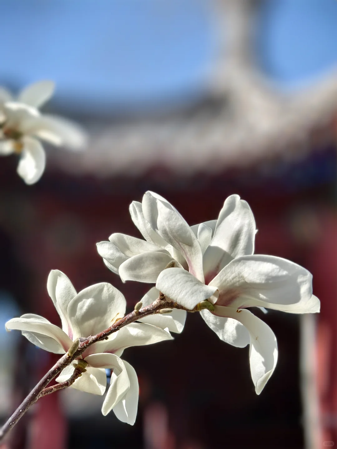 大觉寺