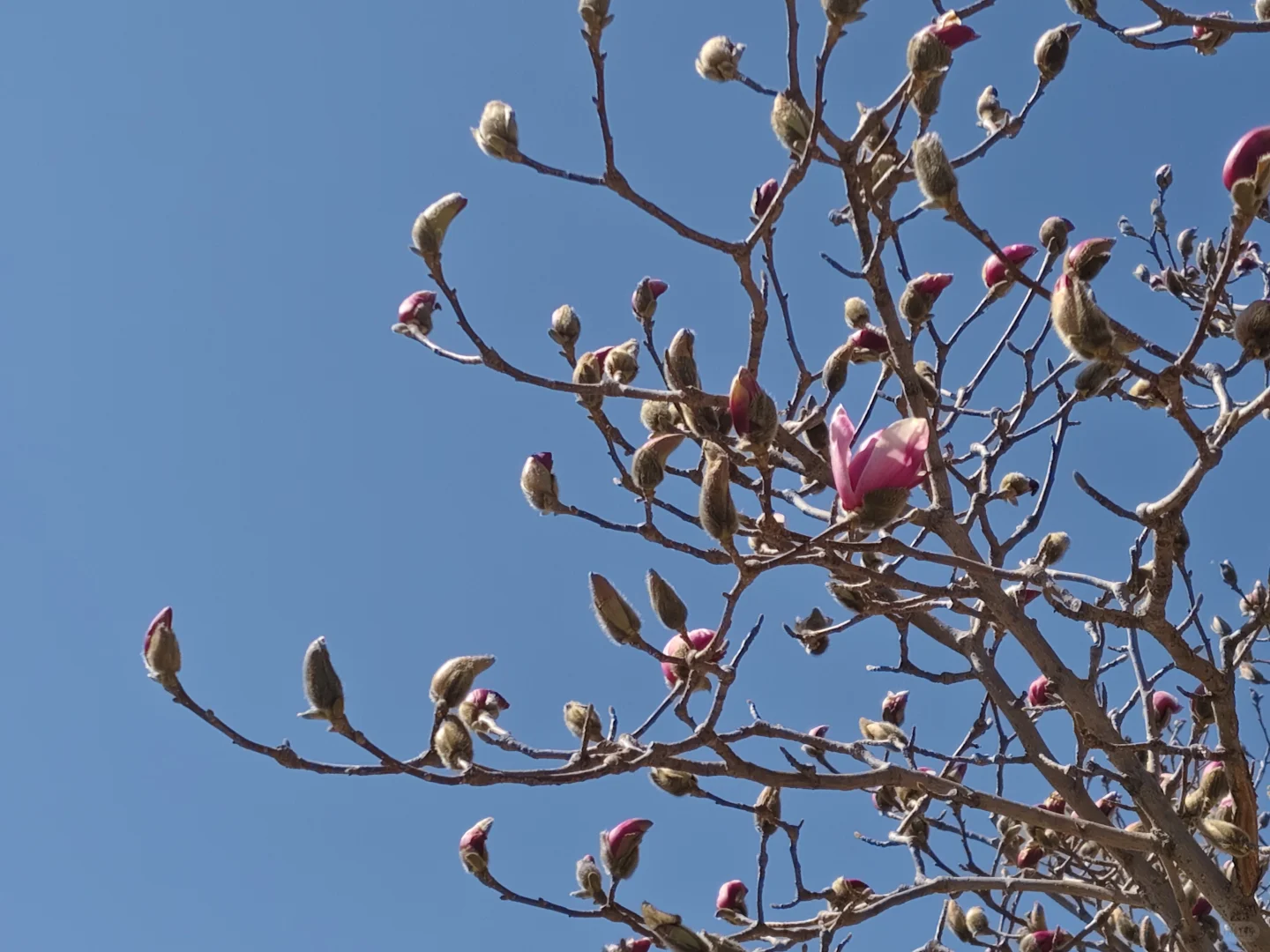 唐山｜看！是春天呀🌸🌸🌸