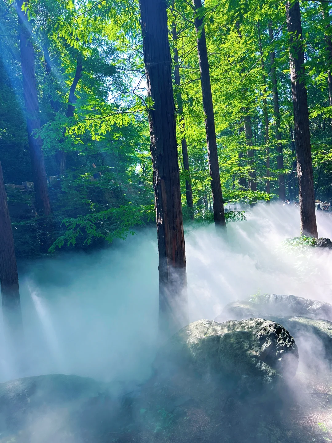 误入仙境，天然氧吧，迷雾森林 🌳🌲🐿️