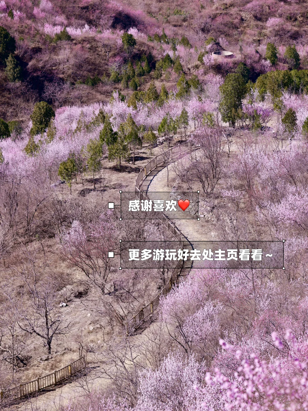 3.20❗️北京蕞适宜全家小众赏花路线宠物友好