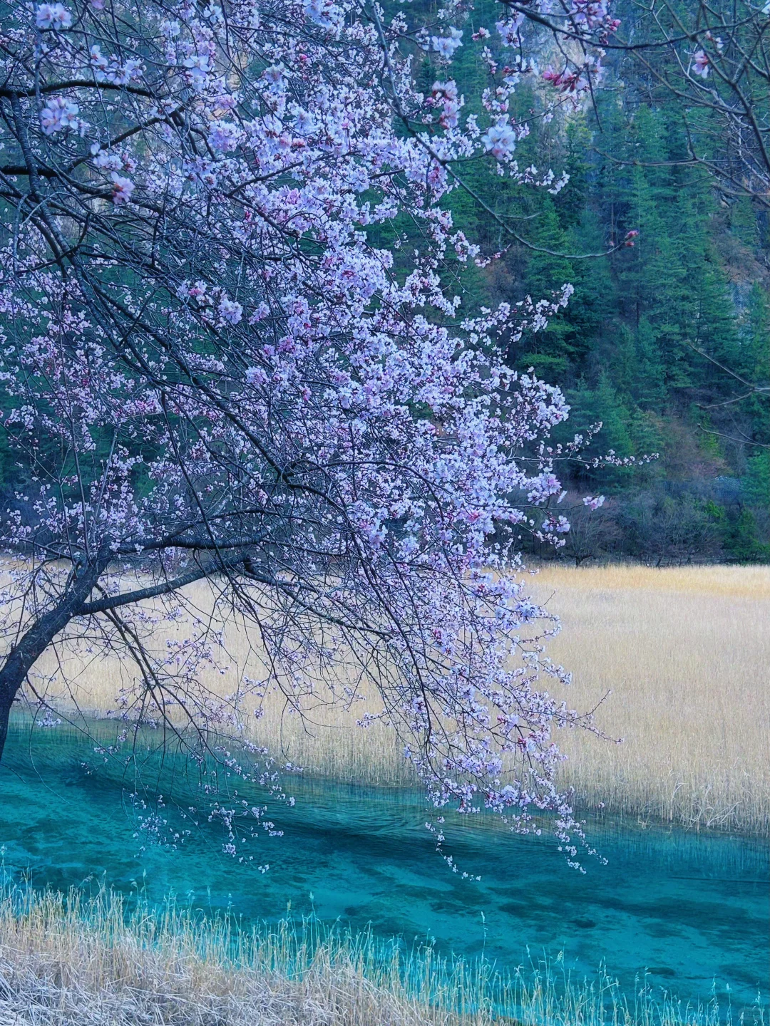 入住了九寨沟景区内民宿，傍晚景区没人真好