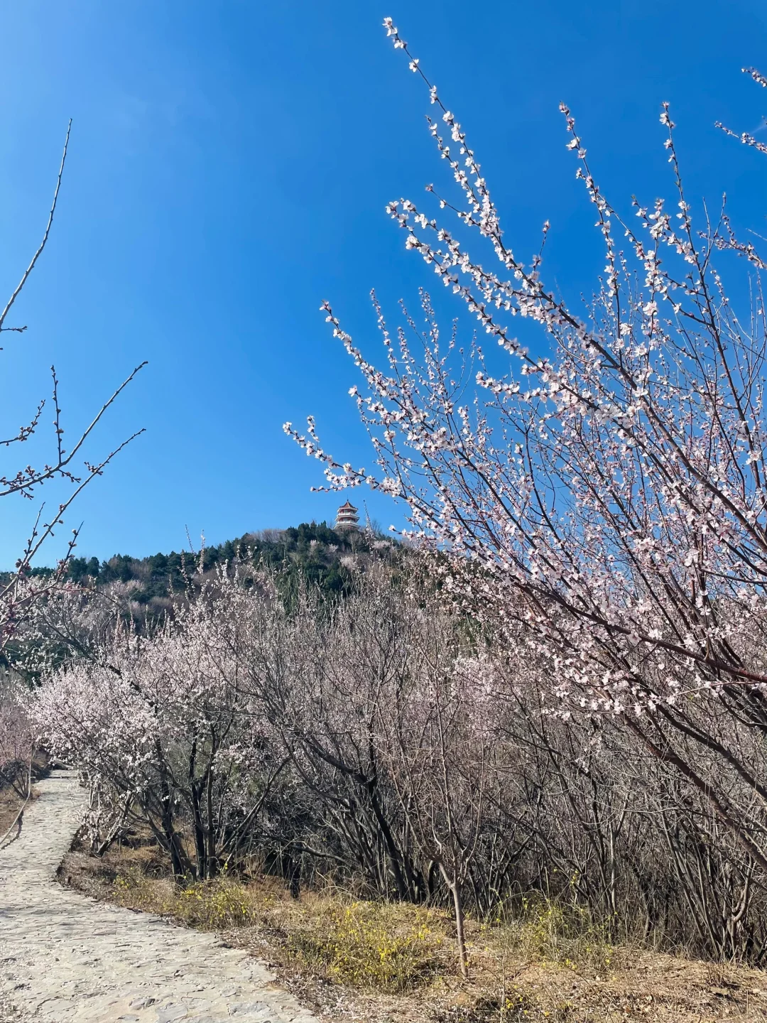 3.21百望山实况🌸 附4条赏花路线✅