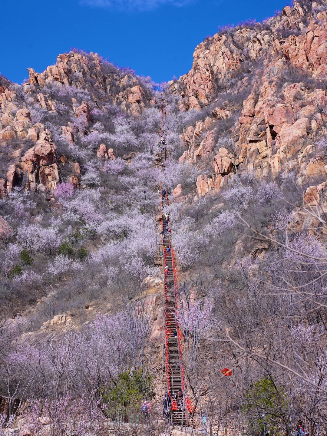 3.20实拍‼️封神级别的山花已盛放！快打卡