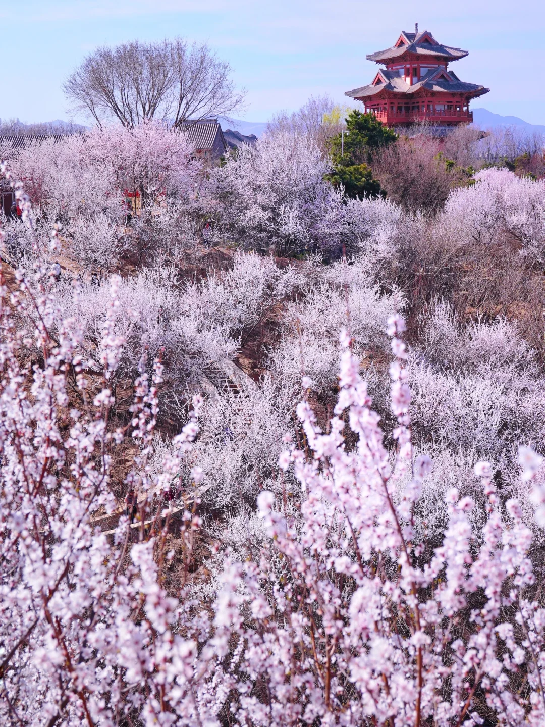 3.20北京上春山🌸桃花谷简直美到nextlevel！