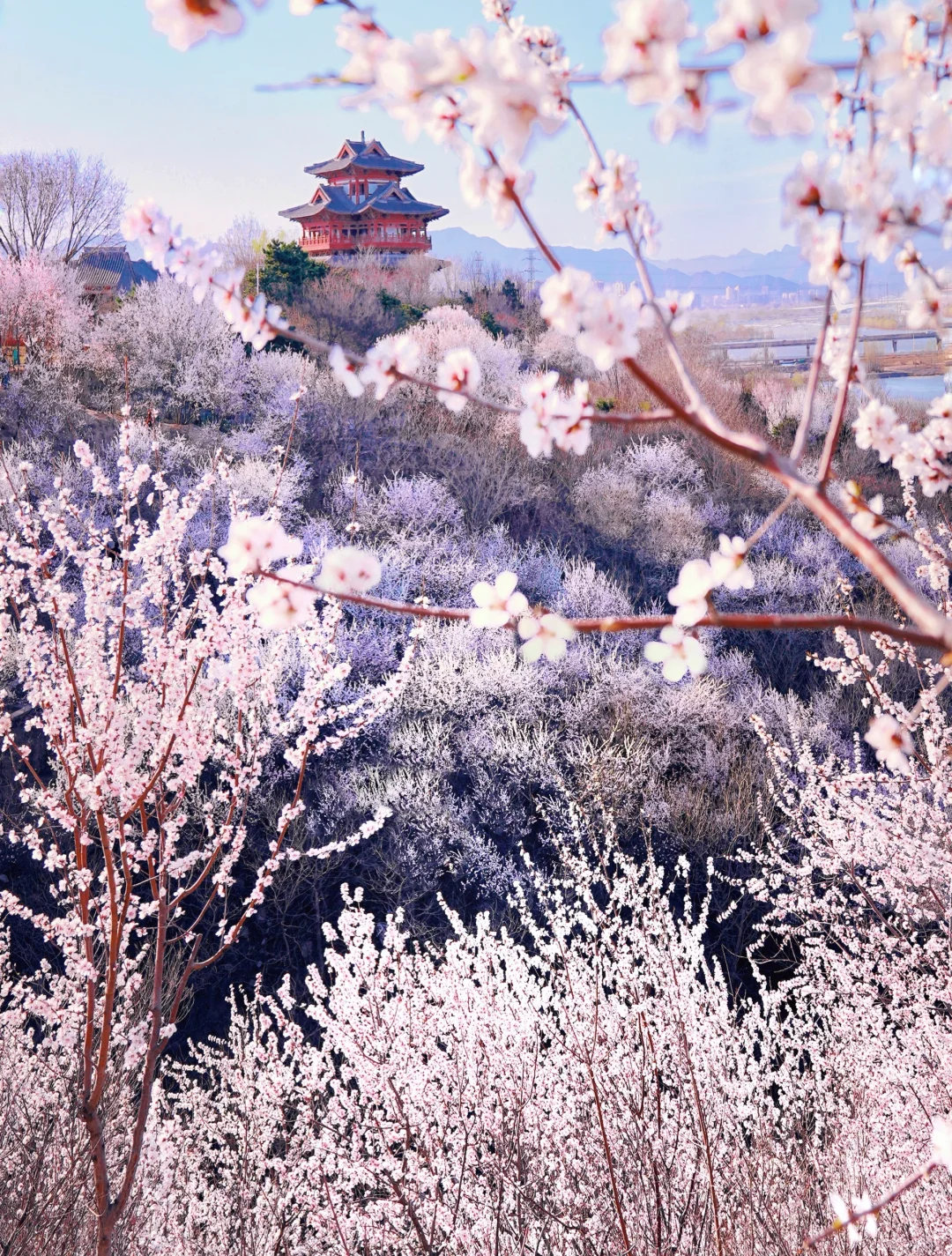 3.20北京上春山🌸桃花谷简直美到nextlevel！