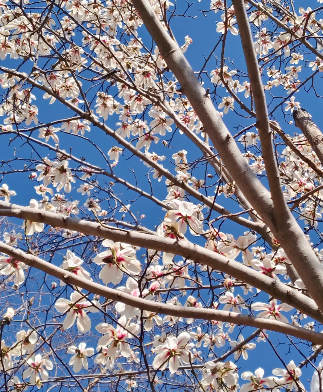唐山｜看！是春天呀🌸🌸🌸