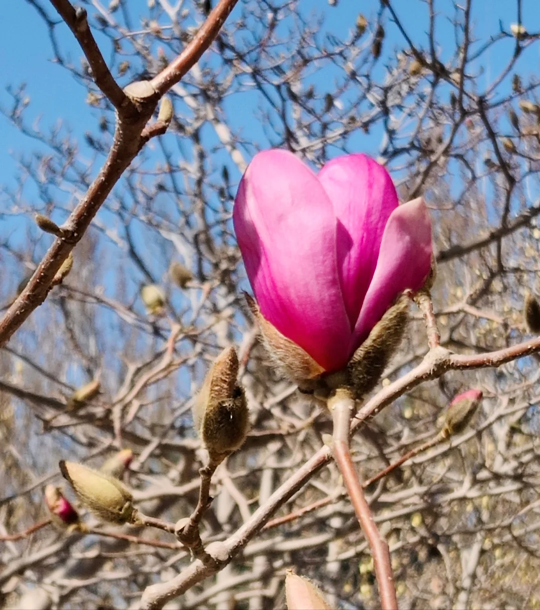唐山｜看！是春天呀🌸🌸🌸