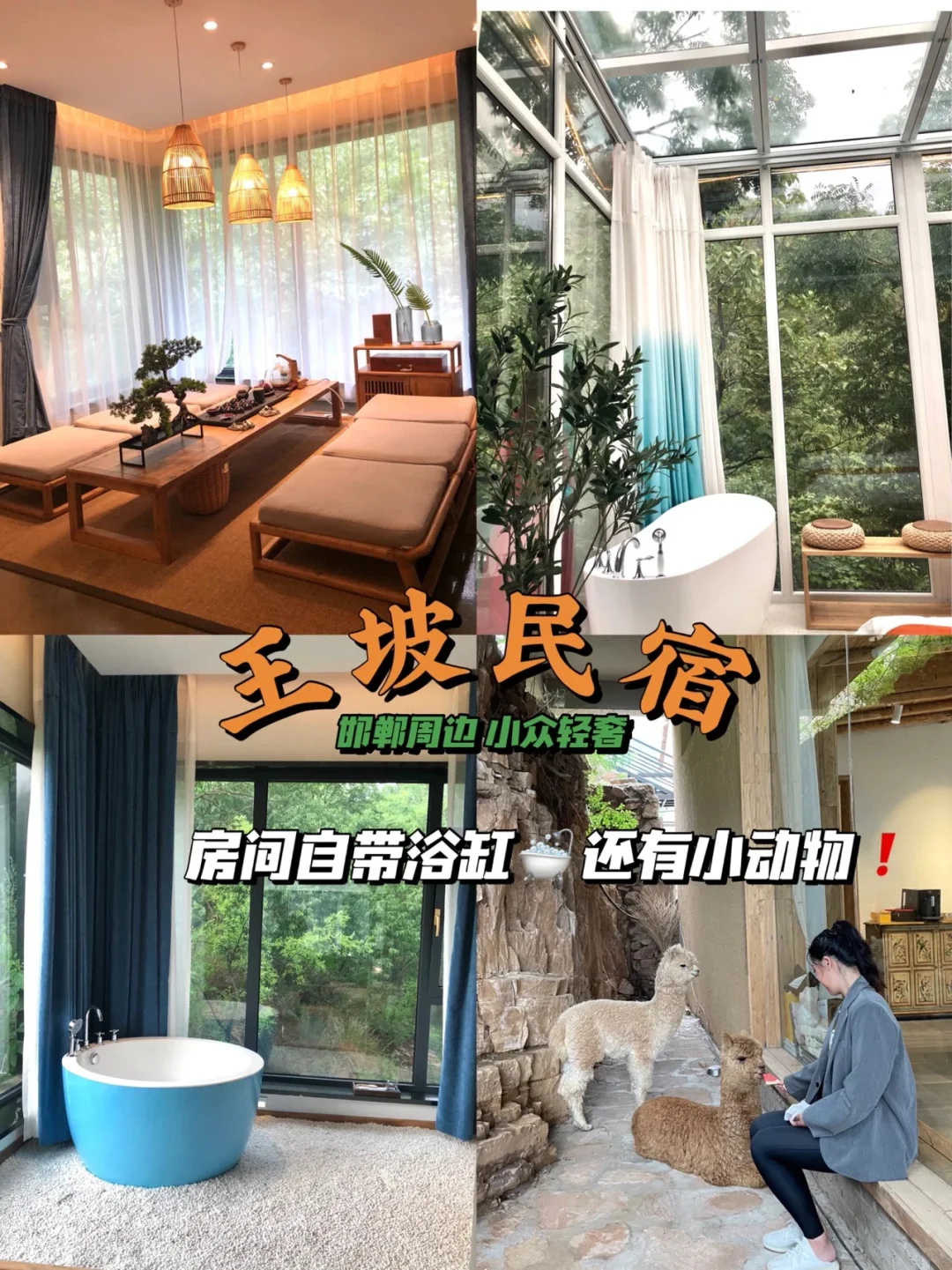 在邯郸！没想到能看见这么美的郁金香花海🌷