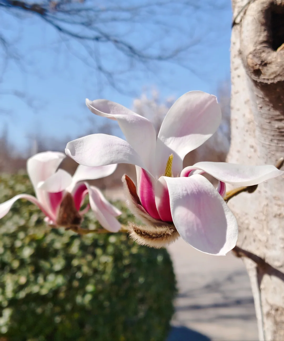 唐山｜看！是春天呀🌸🌸🌸