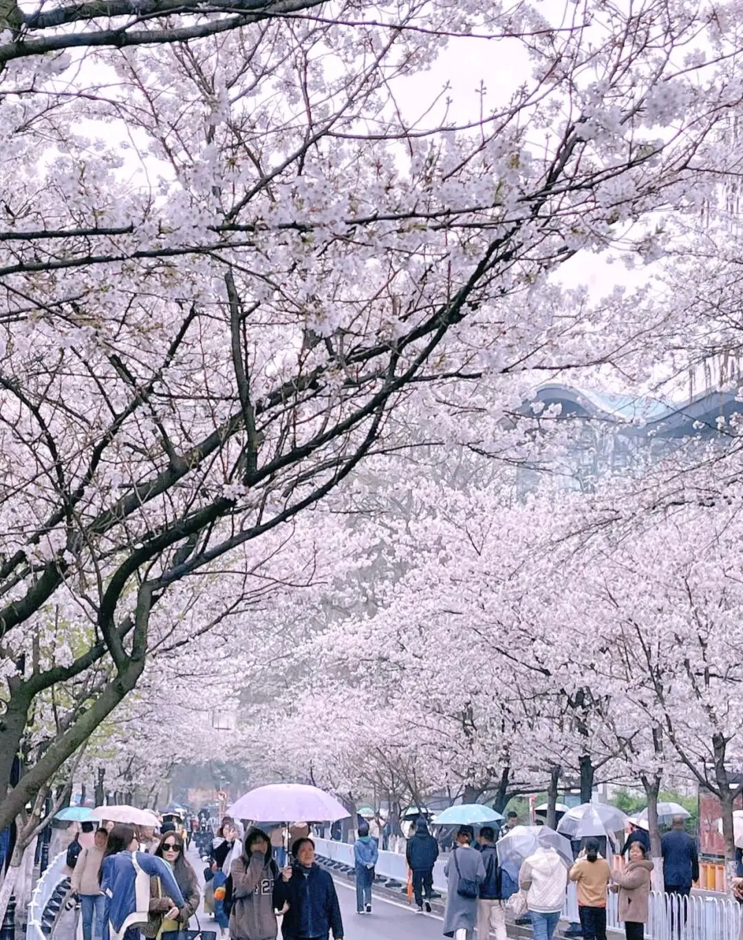 总要去趟南京吧！赴一场金陵之约🏮