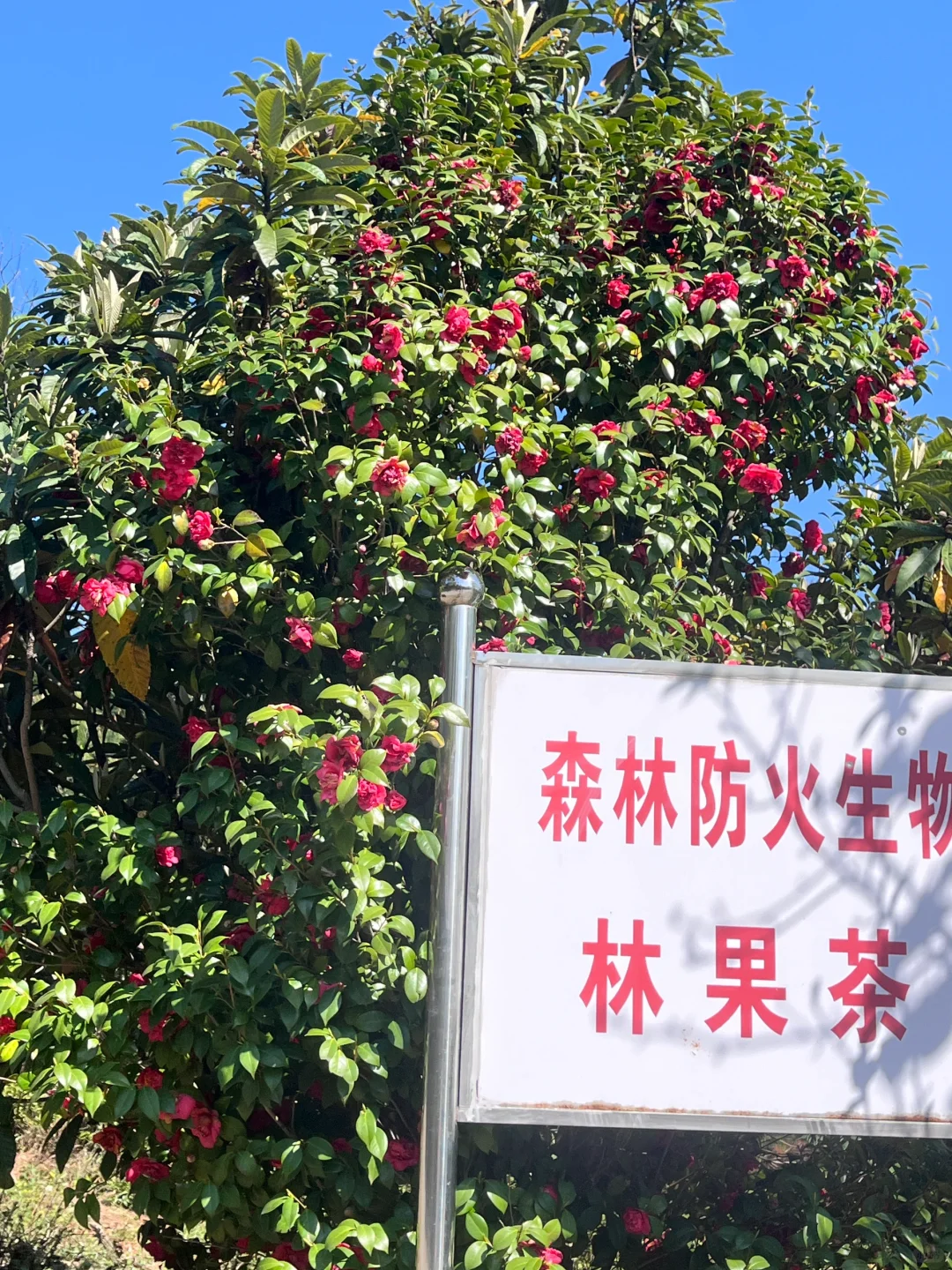 3.30 | 苏州小众踏春赏花景点‼️🤩