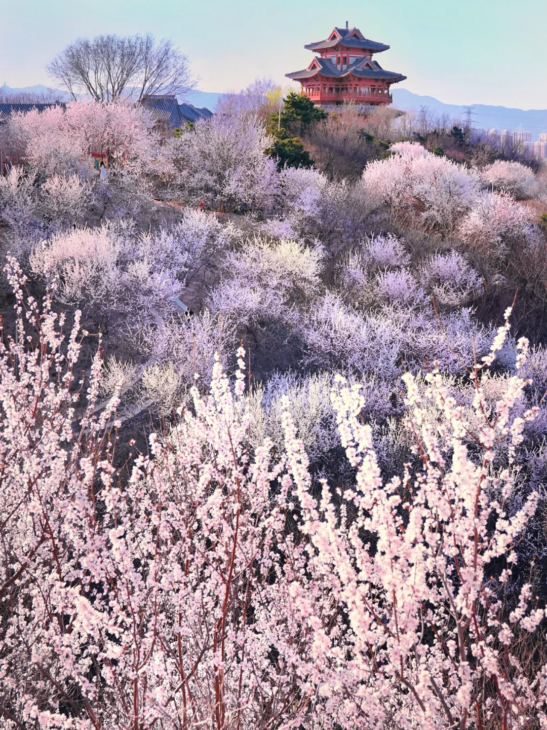 3.20北京上春山🌸桃花谷简直美到nextlevel！
