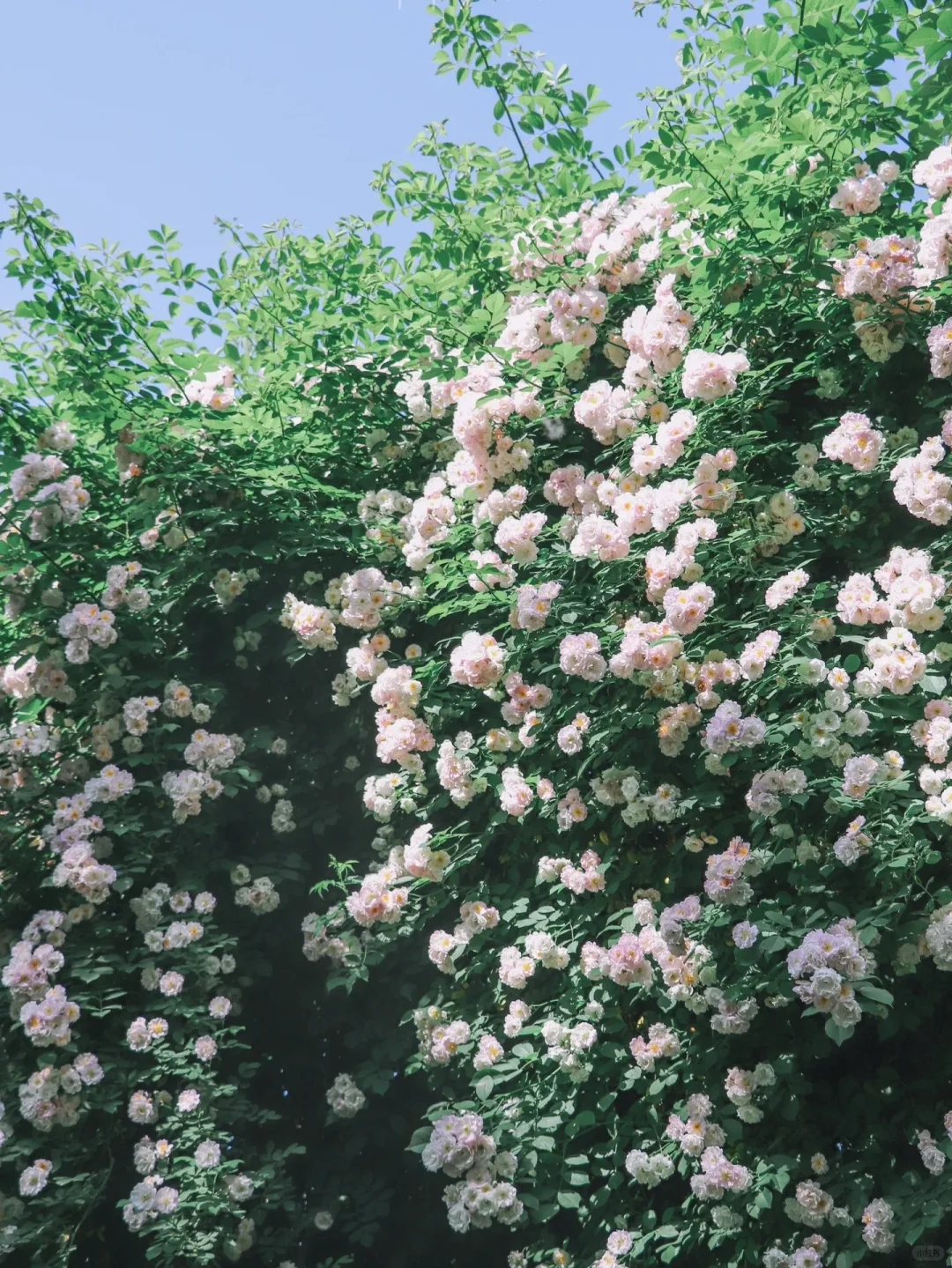 3月邢台 | 邂逅一万次春和景明🌸