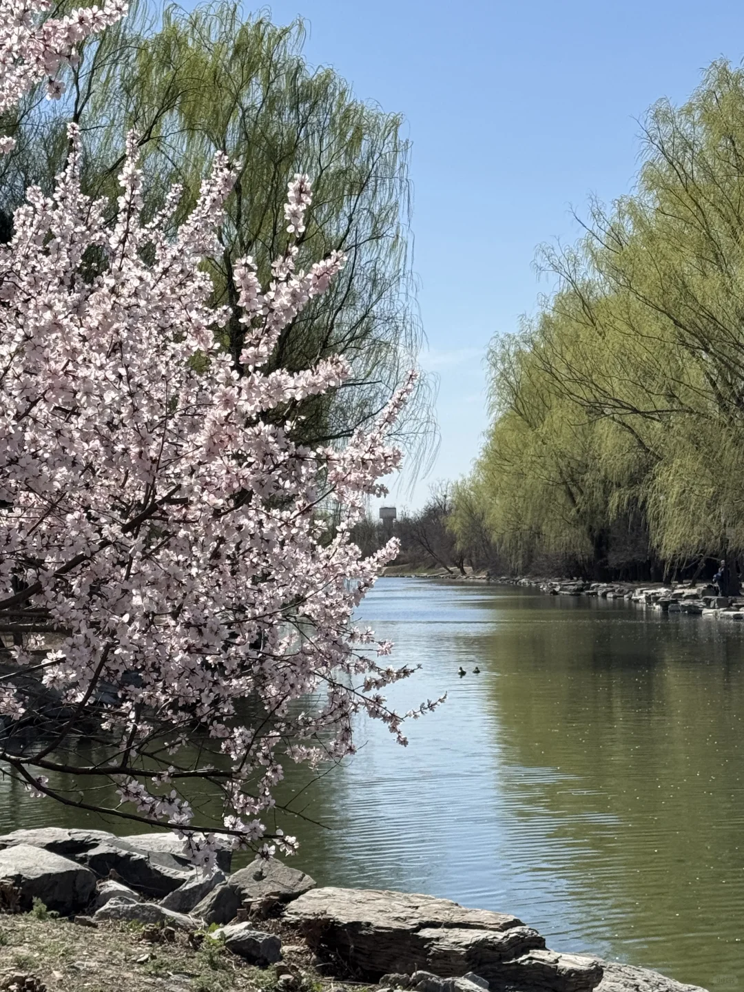 拒绝市区人挤人🌸圆明园的锦鲤桃花溪太香了