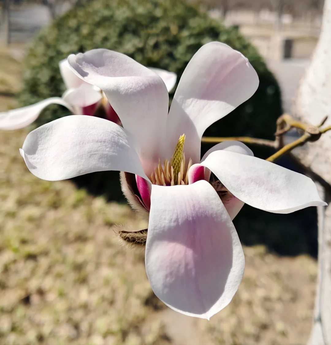 唐山｜看！是春天呀🌸🌸🌸