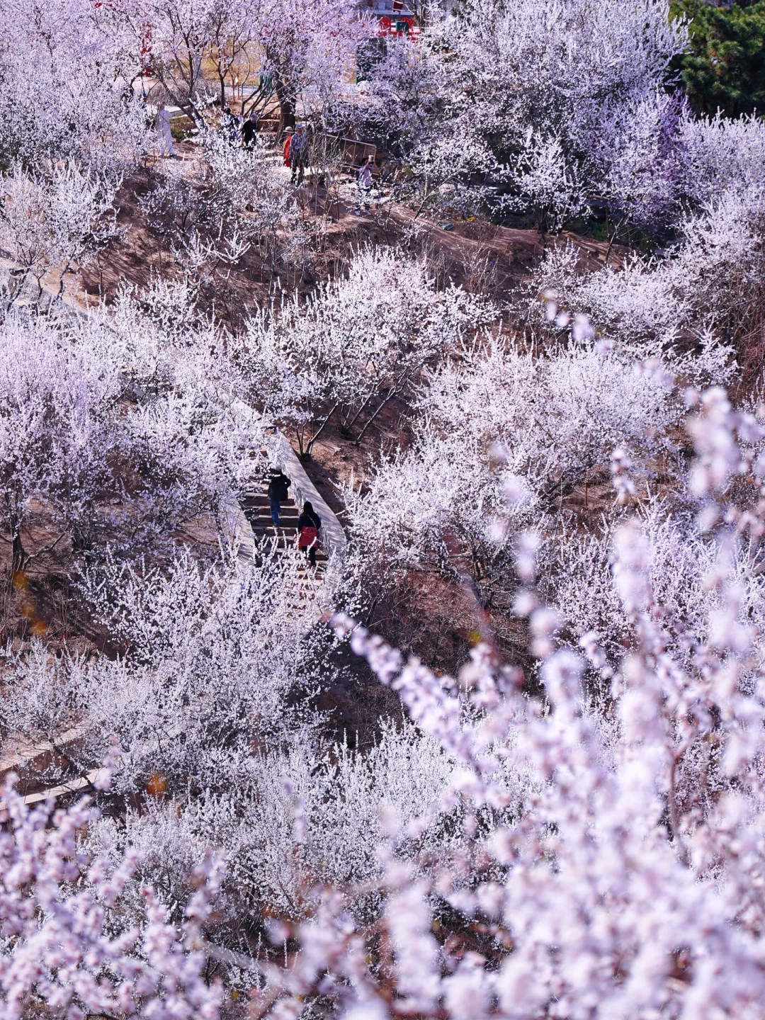 3.20北京上春山🌸桃花谷简直美到nextlevel！