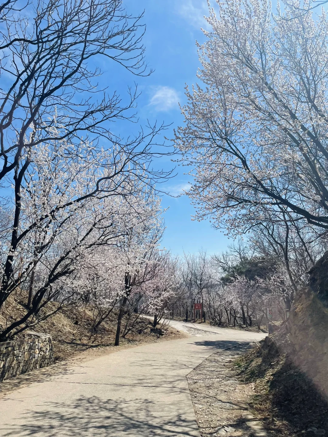 3.21百望山实况🌸 附4条赏花路线✅