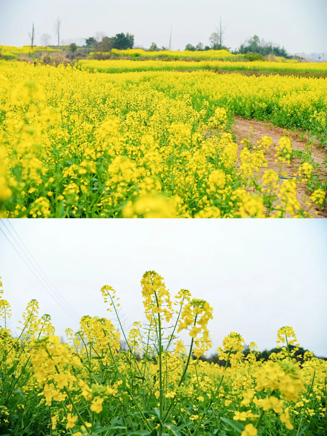 成都1h直达！！小众赏春宝藏地！！人少景美