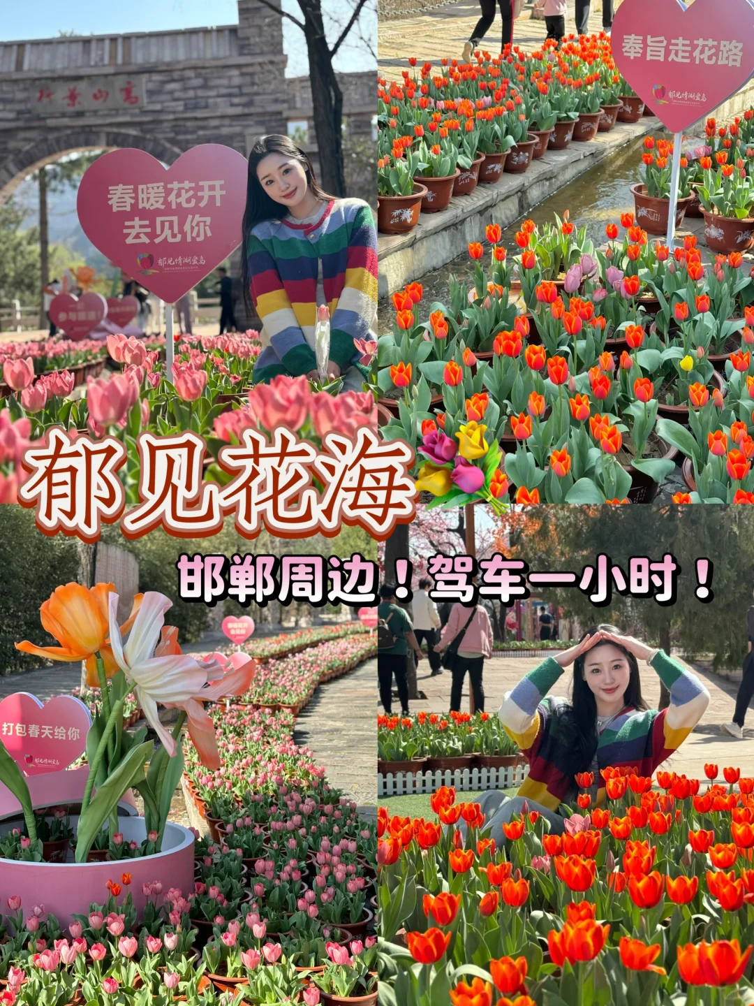 在邯郸！没想到能看见这么美的郁金香花海🌷