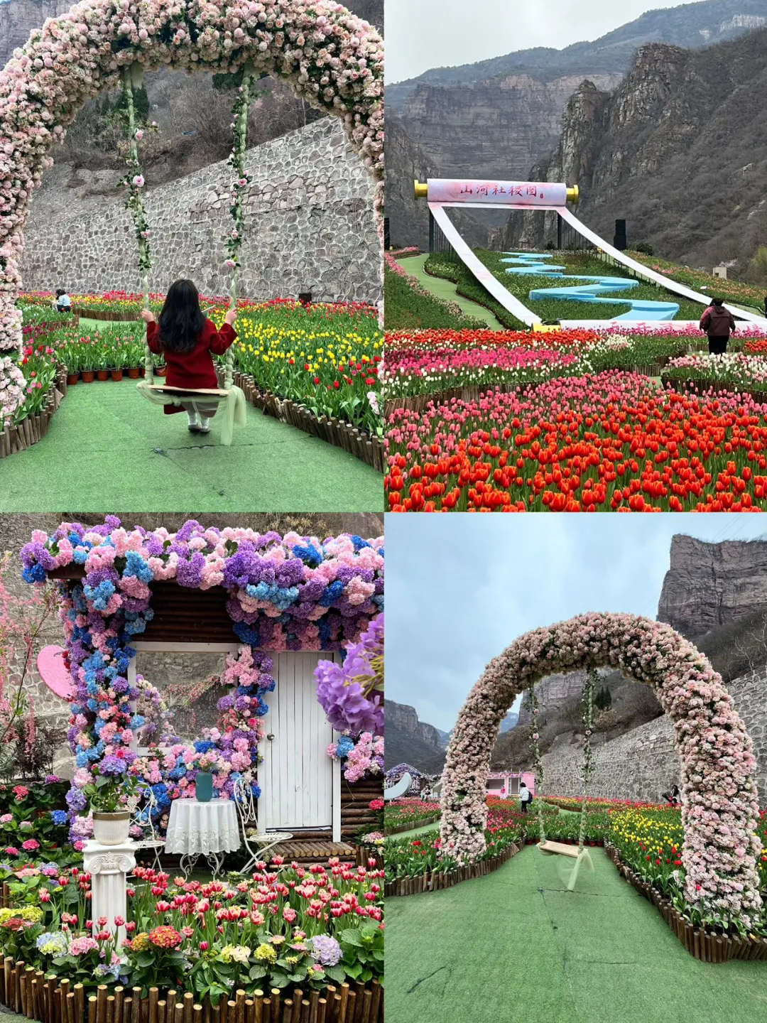 谁懂！河南宝泉藏着春日限定郁金香花海🌷