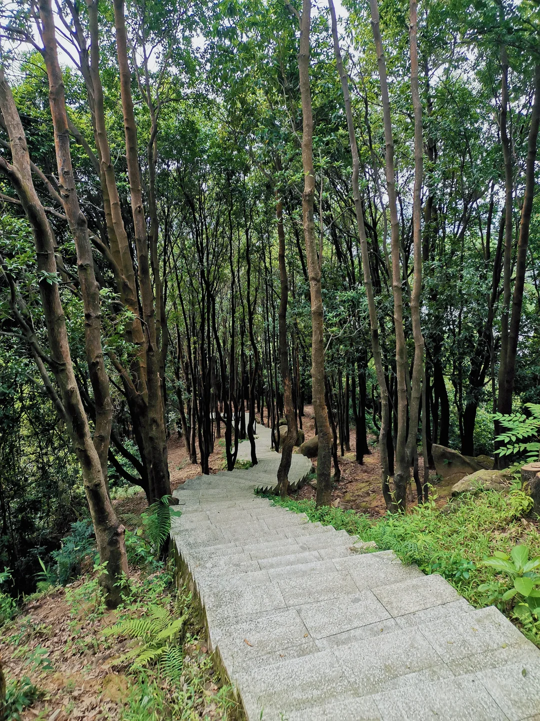 爱上爬山😂——火炉山森林公园