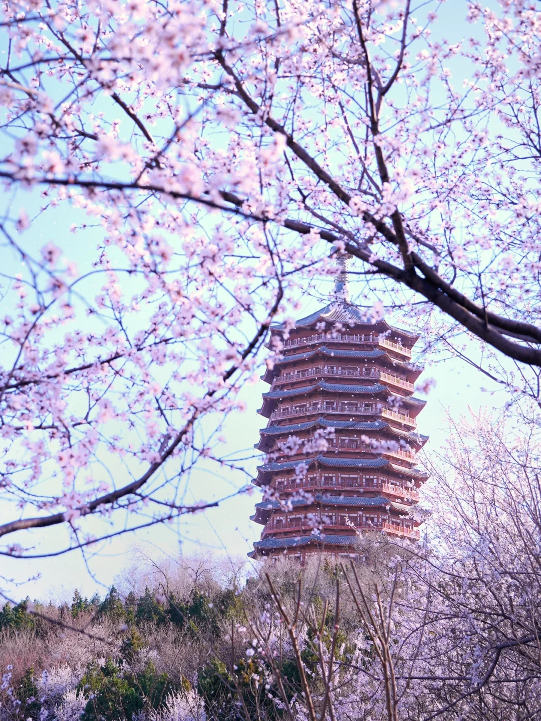 3.20北京上春山🌸桃花谷简直美到nextlevel！