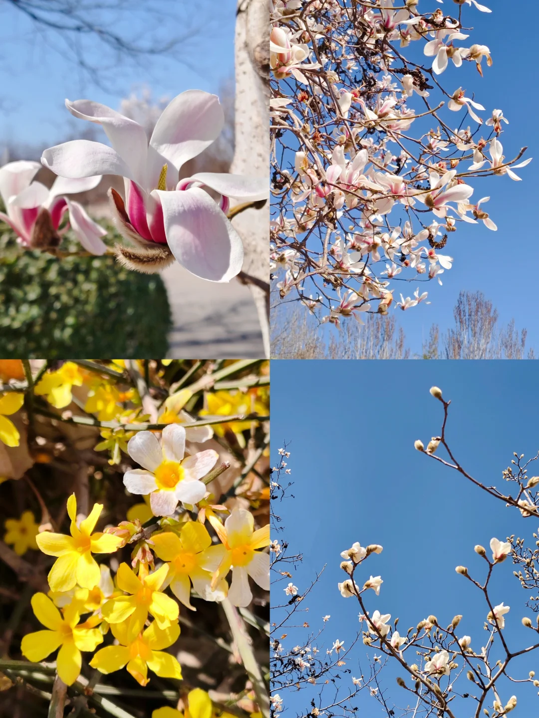 唐山｜看！是春天呀🌸🌸🌸