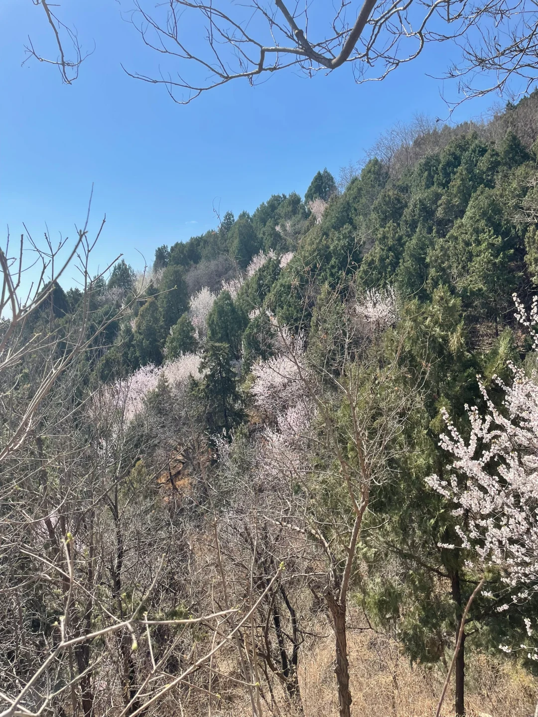 3.21百望山实况🌸 附4条赏花路线✅