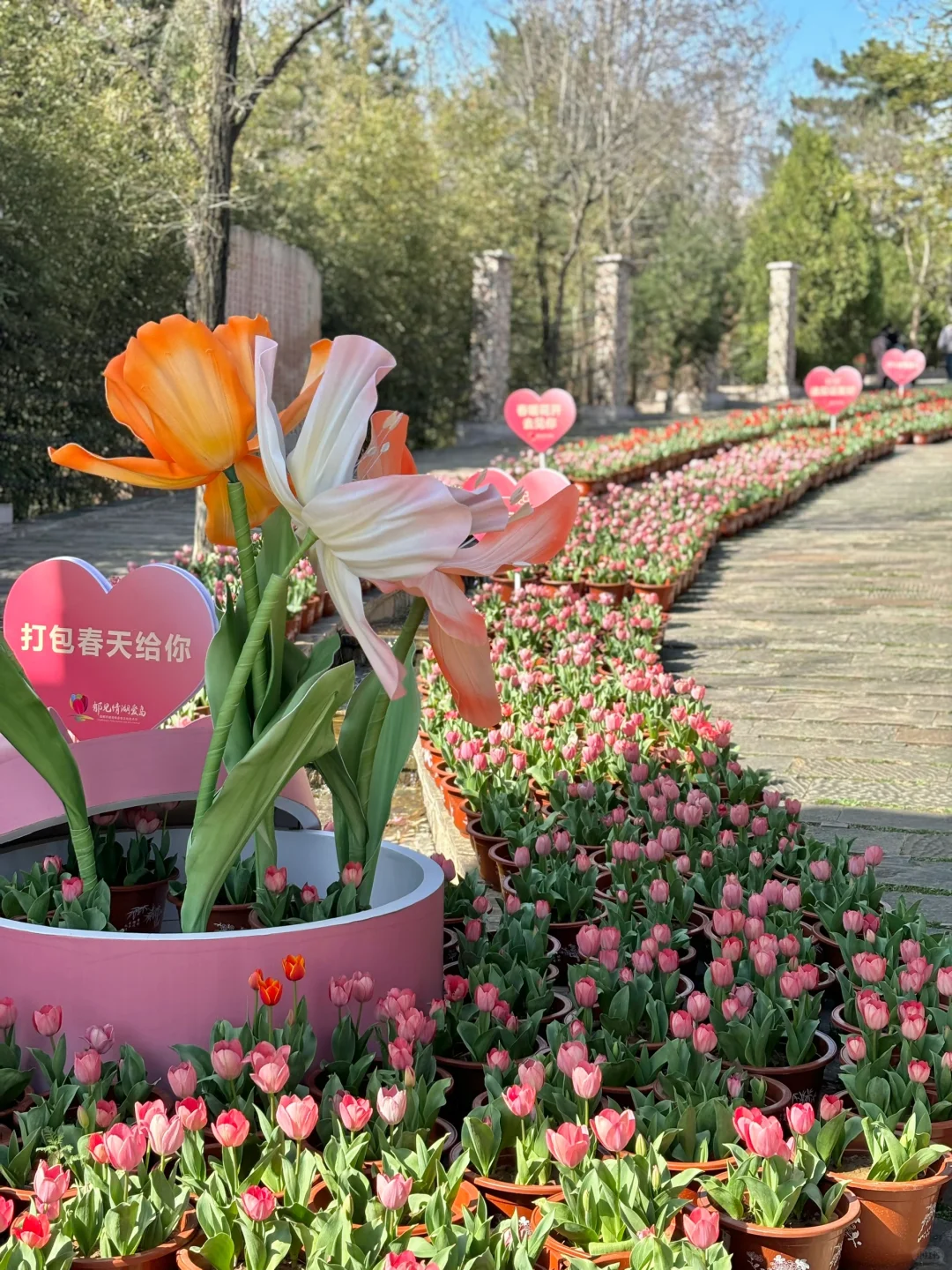在邯郸！没想到能看见这么美的郁金香花海🌷