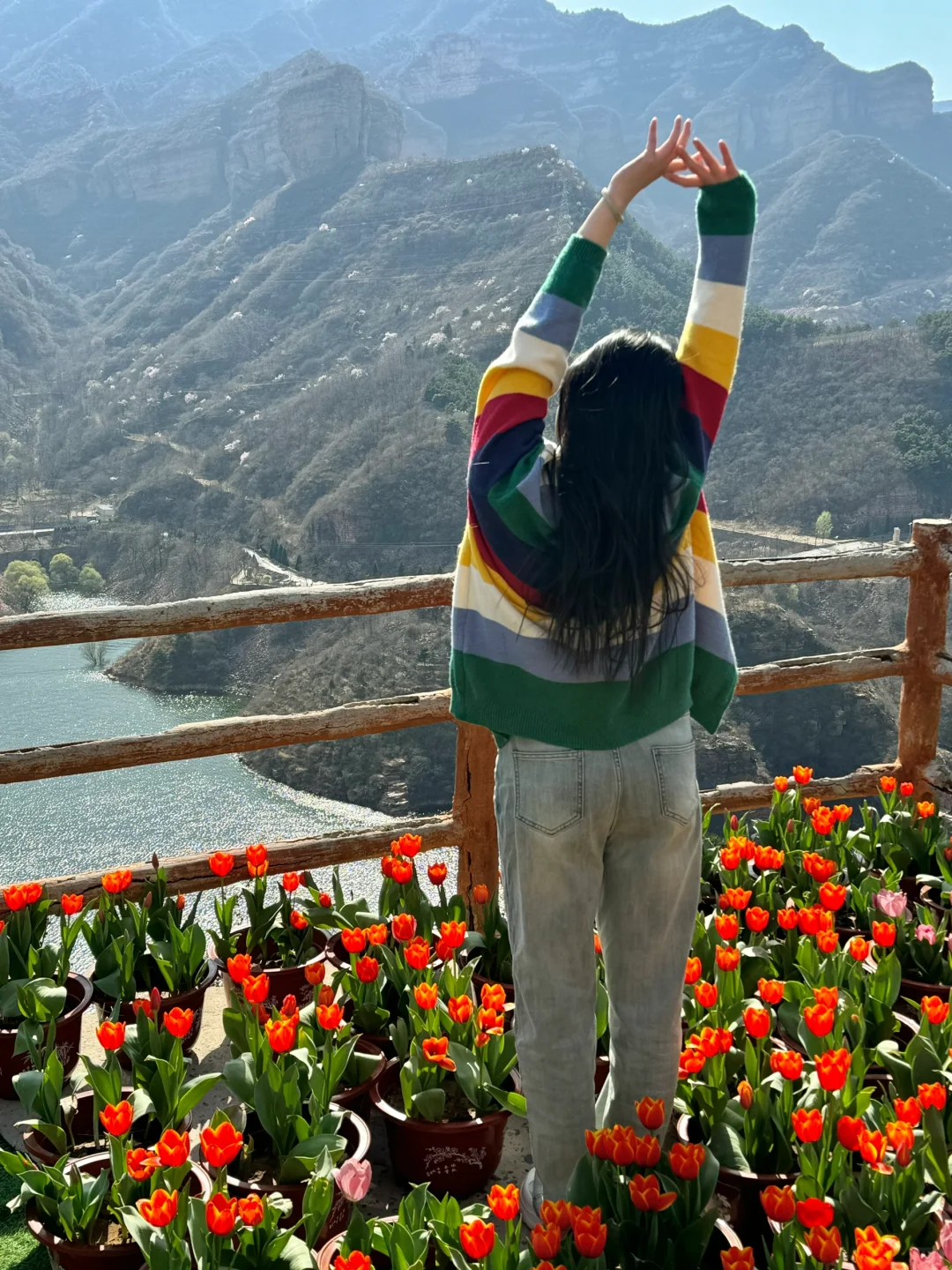 在邯郸！没想到能看见这么美的郁金香花海🌷