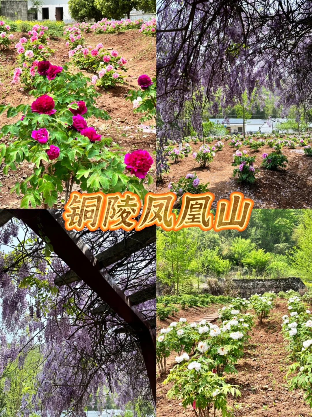 安徽3-4月必去的十大赏花胜地🌸