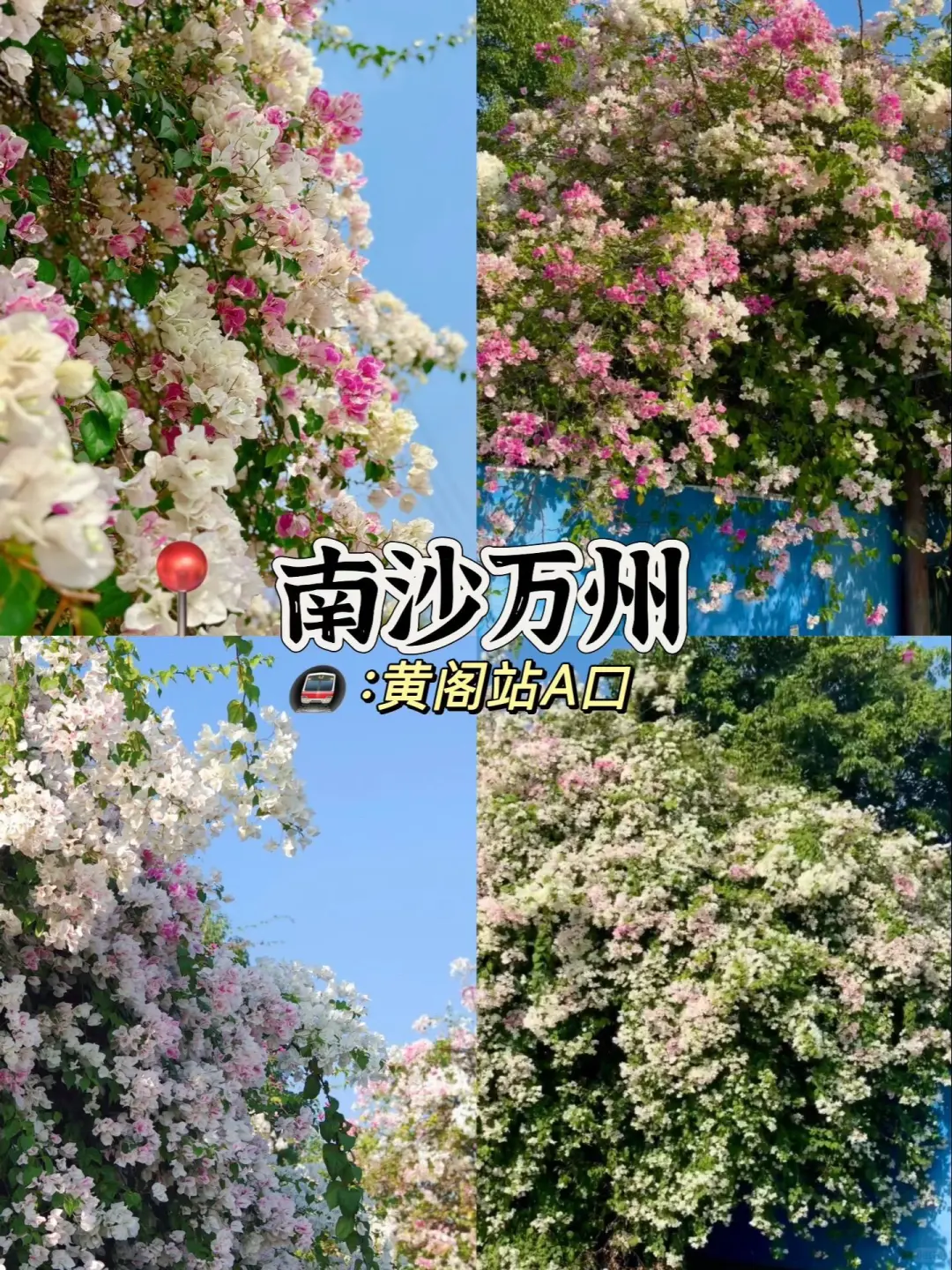 广州3-4月的赏花攻略🌺现代版莫奈花园
