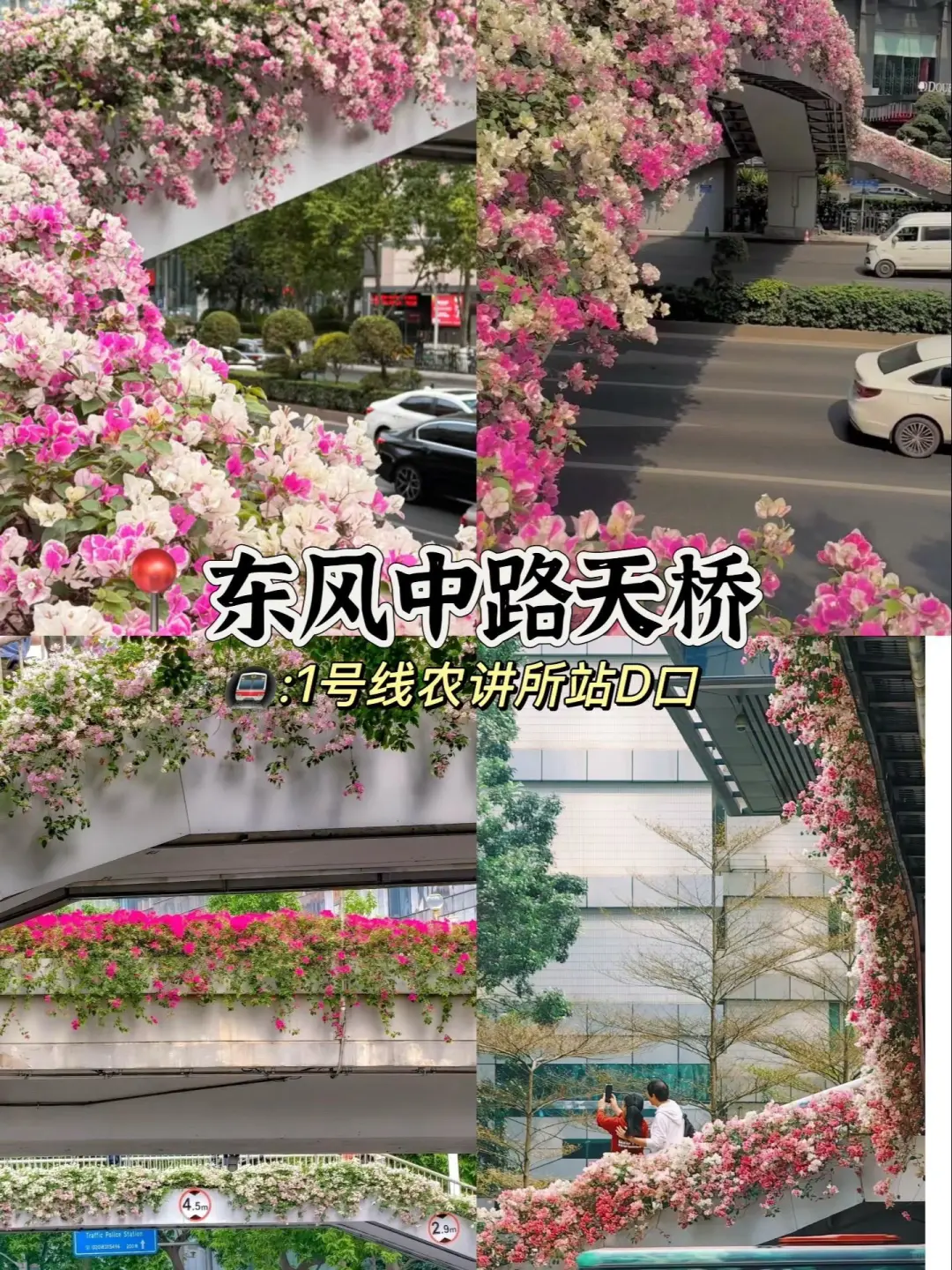 广州3-4月的赏花攻略🌺现代版莫奈花园