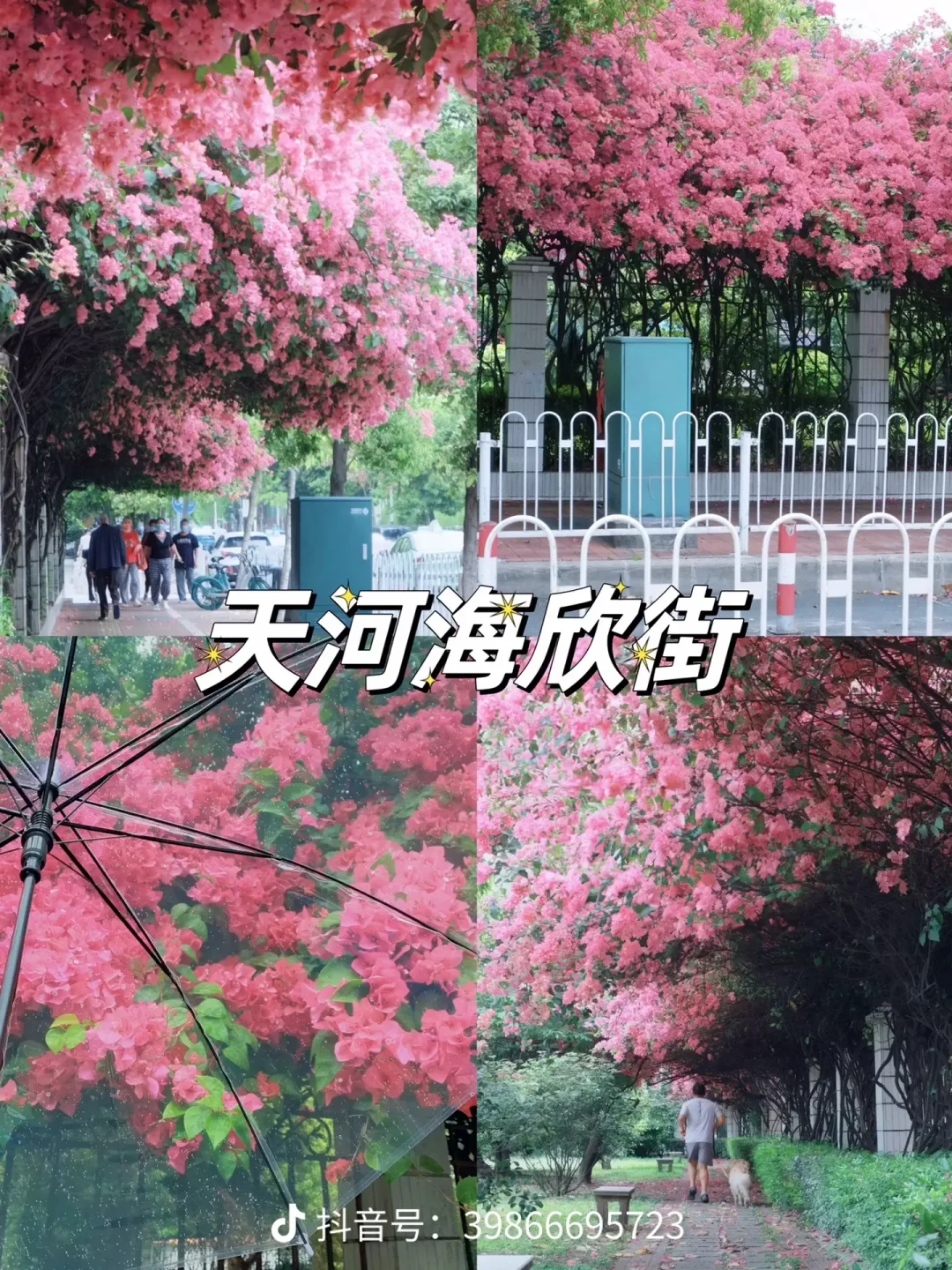 广州3-4月的赏花攻略🌺现代版莫奈花园