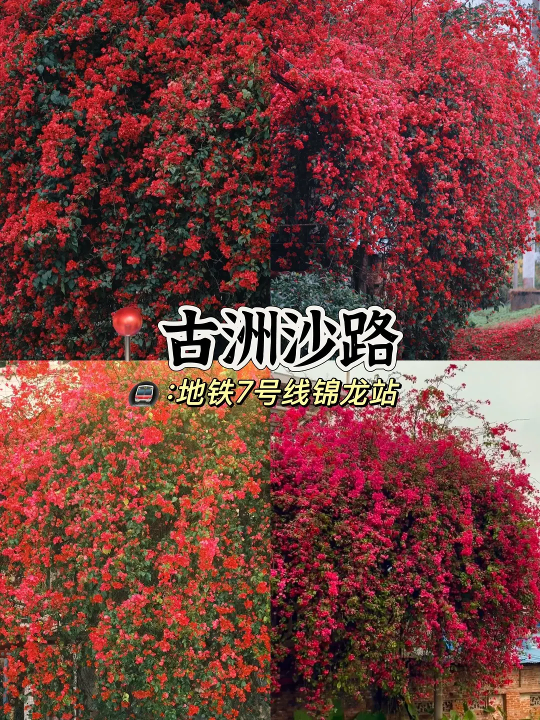 广州3-4月的赏花攻略🌺现代版莫奈花园