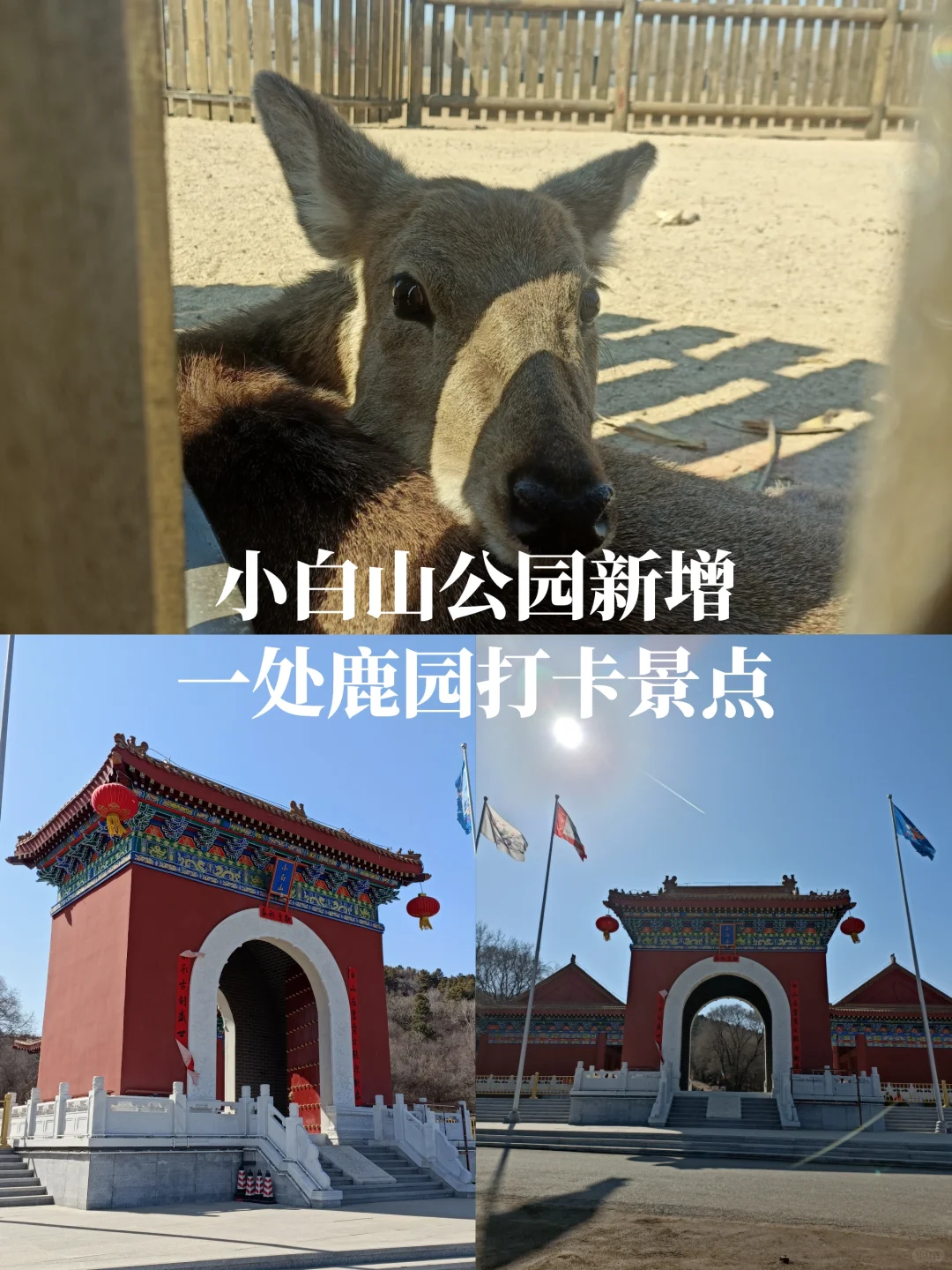 吉林市小白山公园新增一处打卡点鹿园