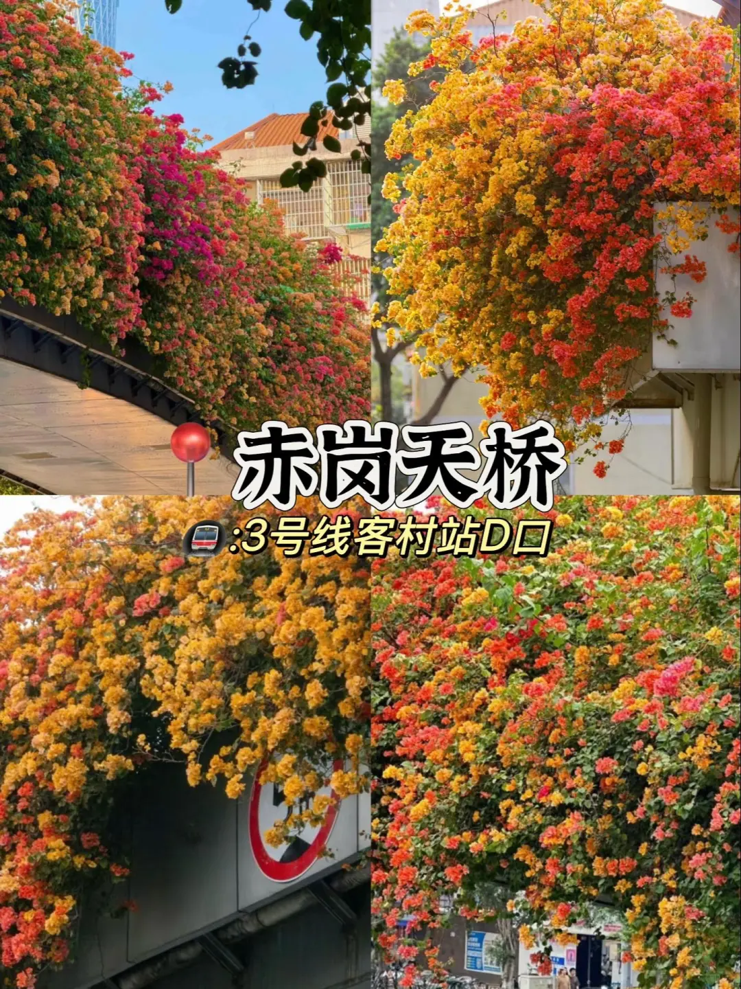 广州3-4月的赏花攻略🌺现代版莫奈花园