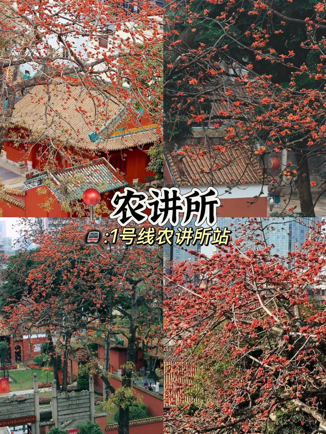 广州3-4月的赏花攻略🌺现代版莫奈花园