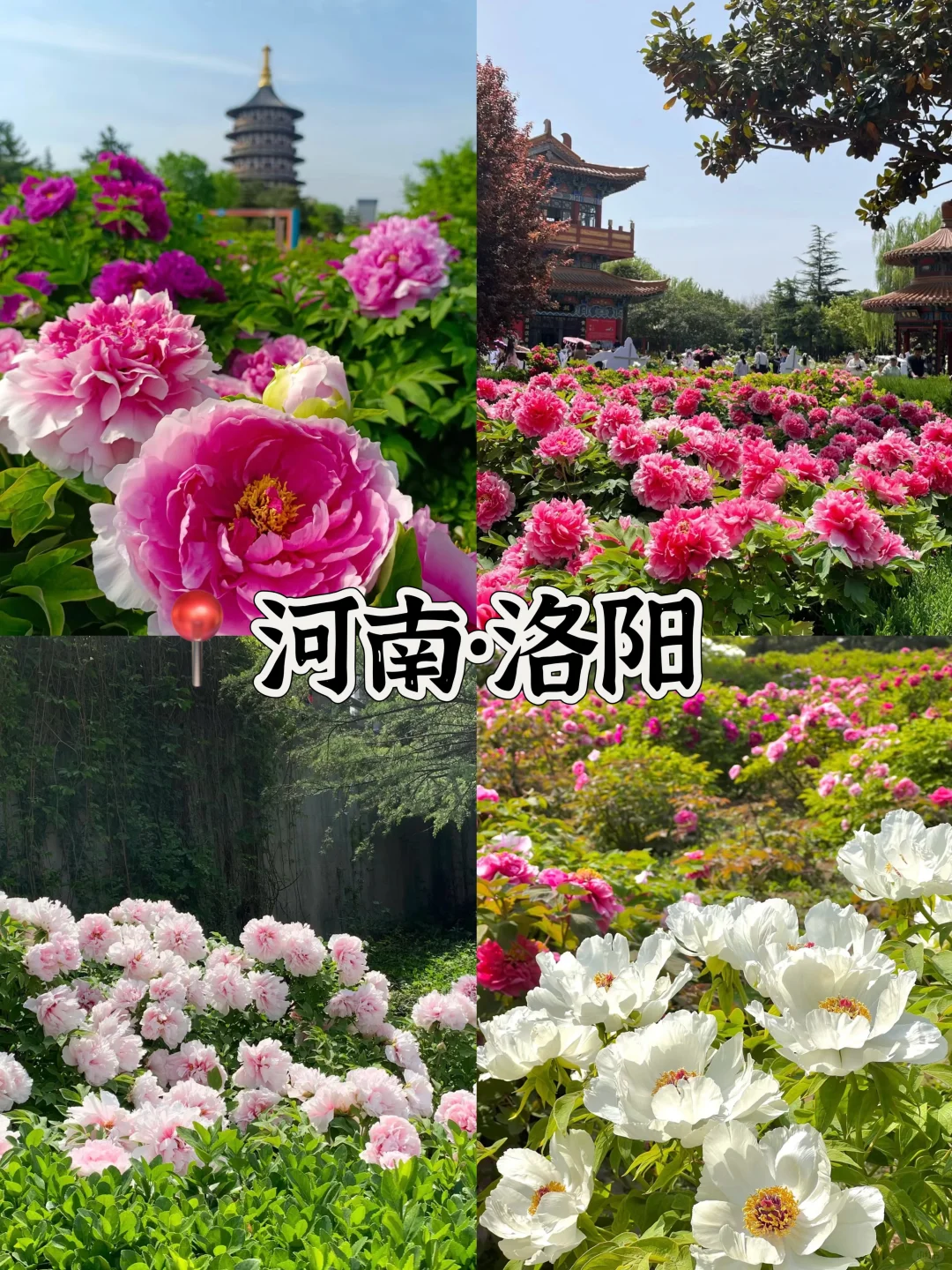 接下来的3-4月是这样的🌸(赏花好去处攻略)
