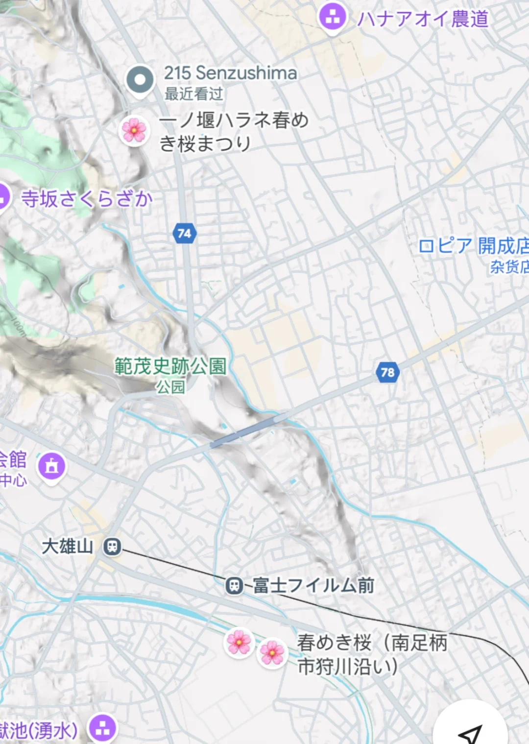 3.23樱花实况 | 跌入神奈川的粉色花海里！
