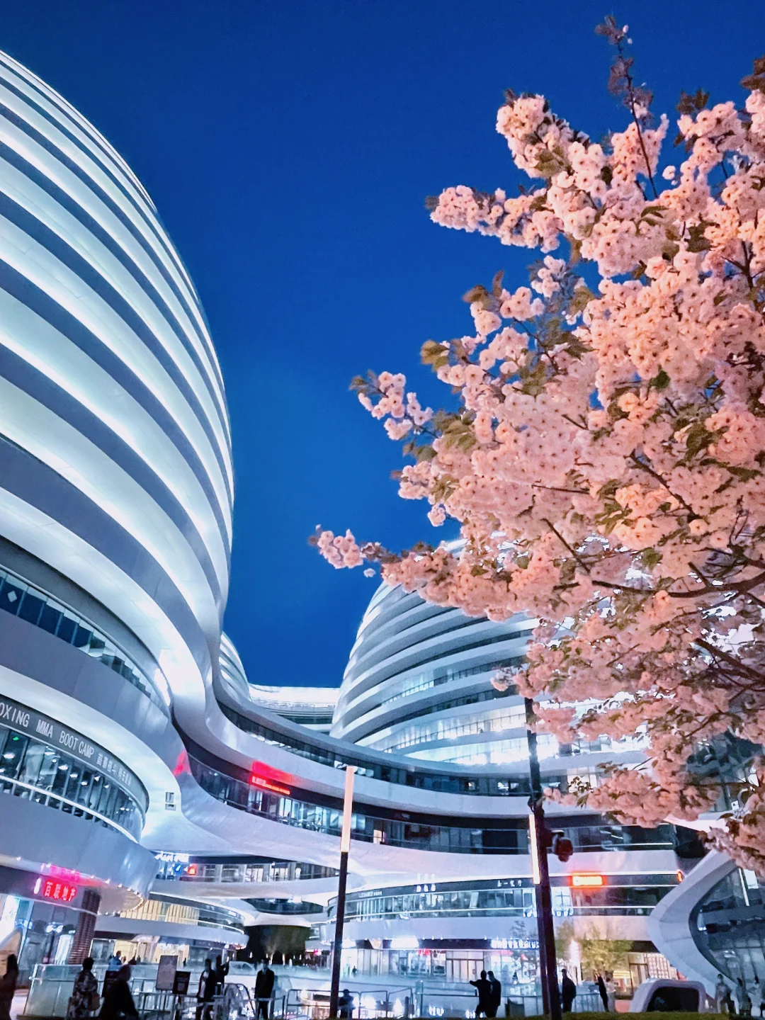 夜游北京🌷4月这里我愿称之郁金香最佳机位