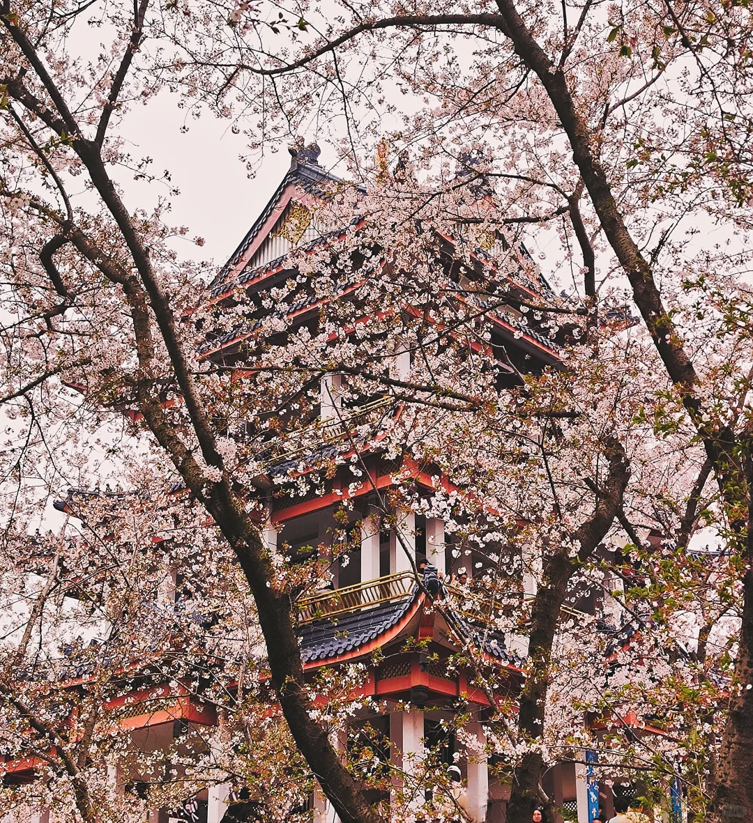 3.29 鼋头渚