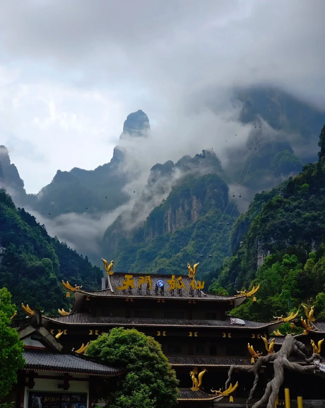 🌸春季天门山保姆级攻略｜避雷90%坑点