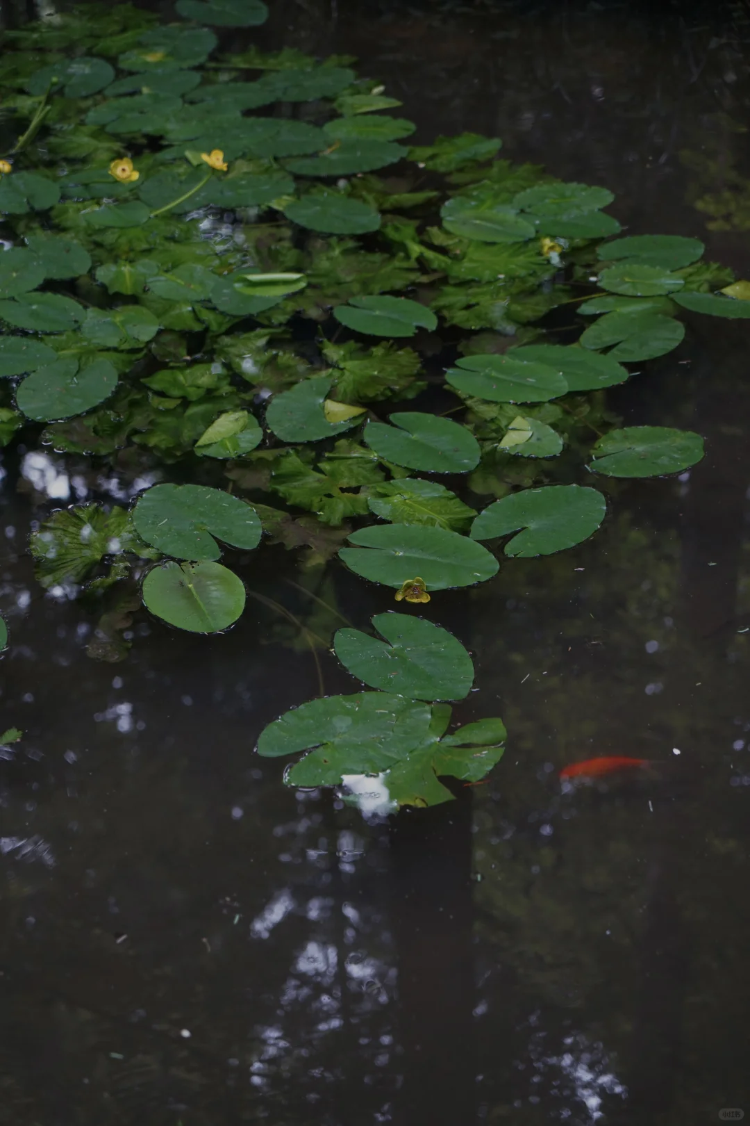 杭州虎跑|这是西湖边我最爱的小公园🍃